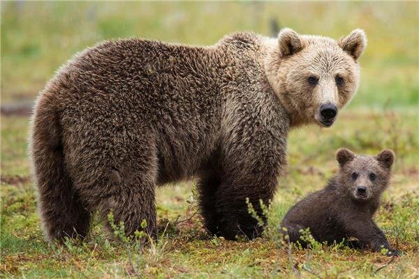 مشاهده یک خرس قهوه‌ای و ۲ توله اش در اقلید