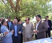 حفظ درختان بلوط مهم‌تر از ساخت و ساز است