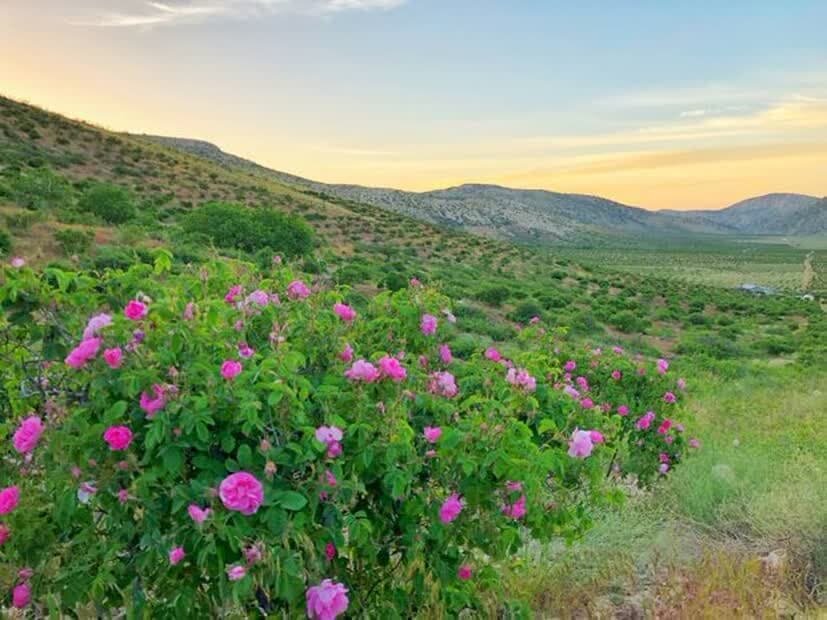 عطر ناب گلاب در اردیبهشت ایران / آغاز فصل برداشت گل محمدی