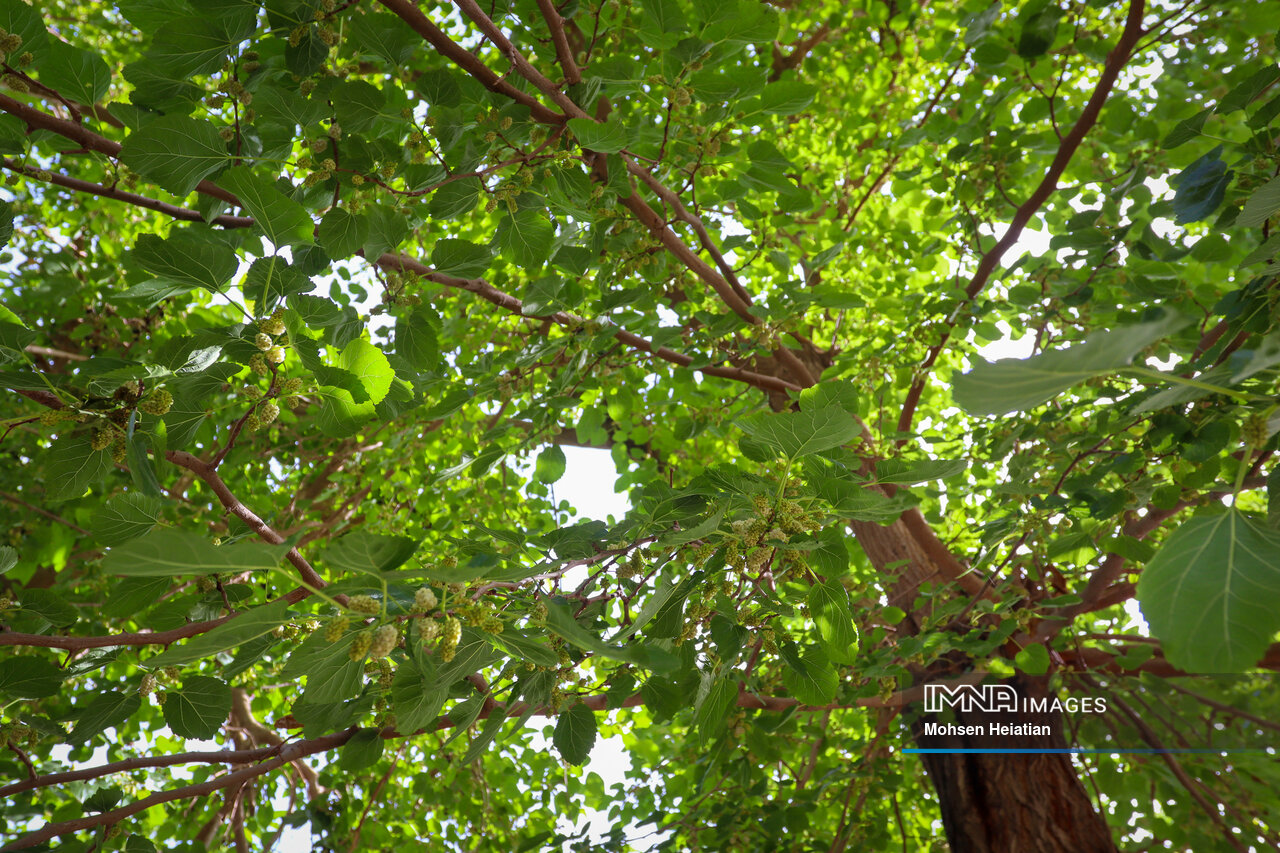 دردسرهای مهمانان سفید و سیاه شهر