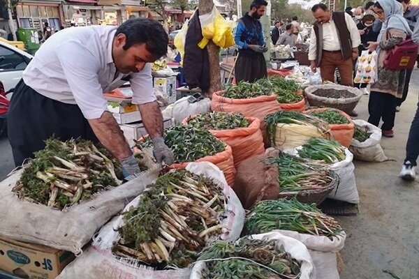 کردستان مهد رویش گیاهان دارویی و خوراکی بهاری است/ شناسایی ۲۳۷۰ گونه گیاهی در کردستان
