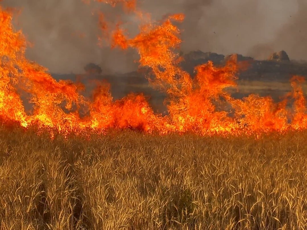 ۵۰ هکتار از مزارع گیلانغرب در آتش سوخت