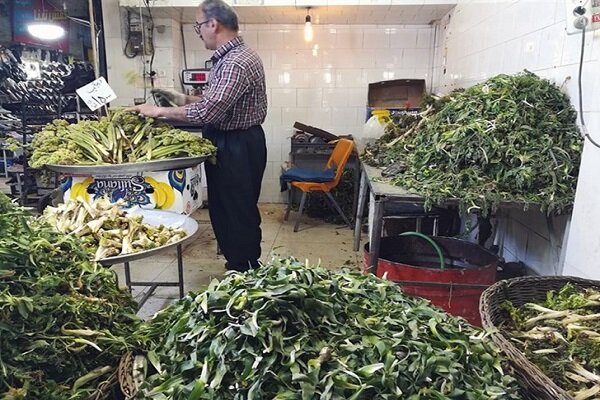 خطر انقراض در کمین گونههای گیاهی زاگرس