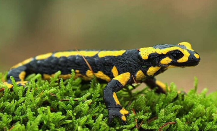 خطر انقراض ۱۲ گونه جانوری لرستان را تهدید می‌کند