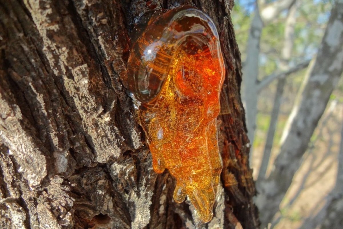 صمغ درختان