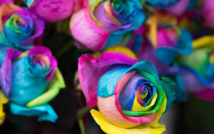 تعبیر خواب گل در گلدان چیست؟ تعبیر خواب گل در گلدان چیست؟