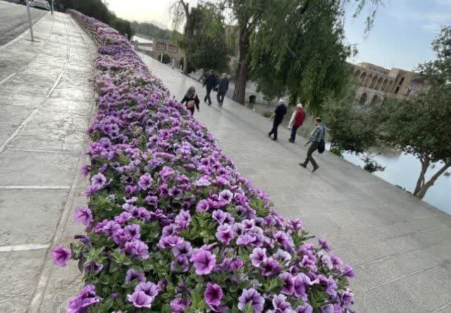 آغاز کاشت ۲۵۰ هزار کوزه گل در منطقه ۳ اصفهان + فیلم