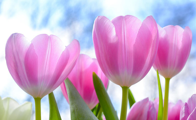 تعبیر خواب گل در گلدان