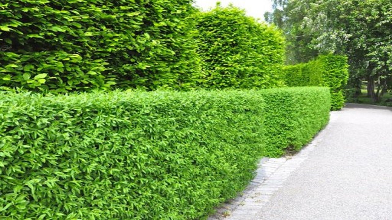 هرس توپیاری درختان در منطقه ۷ اصفهان