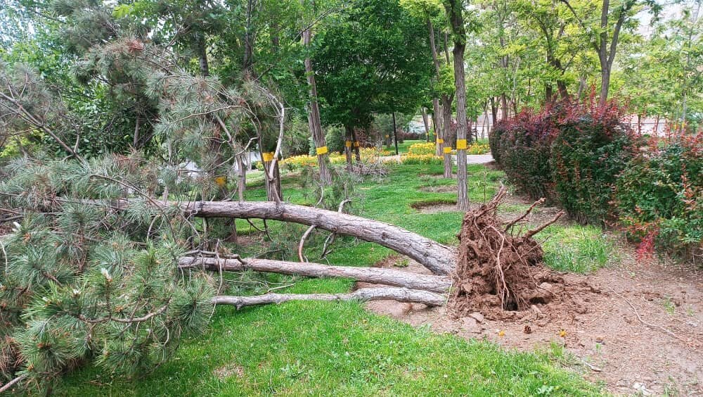 قطع درختان منطقه یک تهران طبق کمیسیون ماده ۷ انجام شد