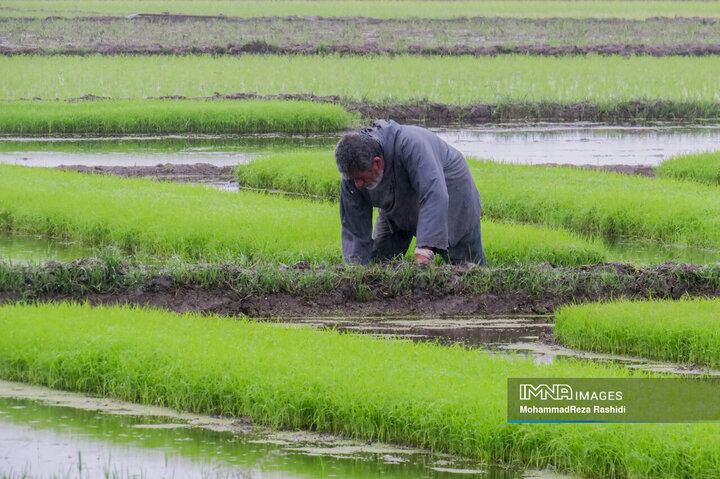 نشاء برنج در شالیزارهای گیلان