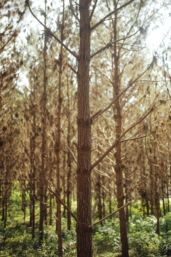 کربنزدایی از صنعت ساختوساز با مصالح چوبی + محله چوبی فنلاند