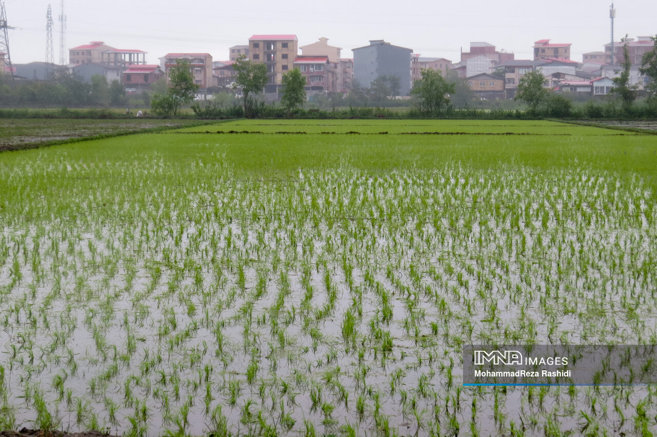 برنج؛ منبع خاموش انتشار متان + راهکار مقابله