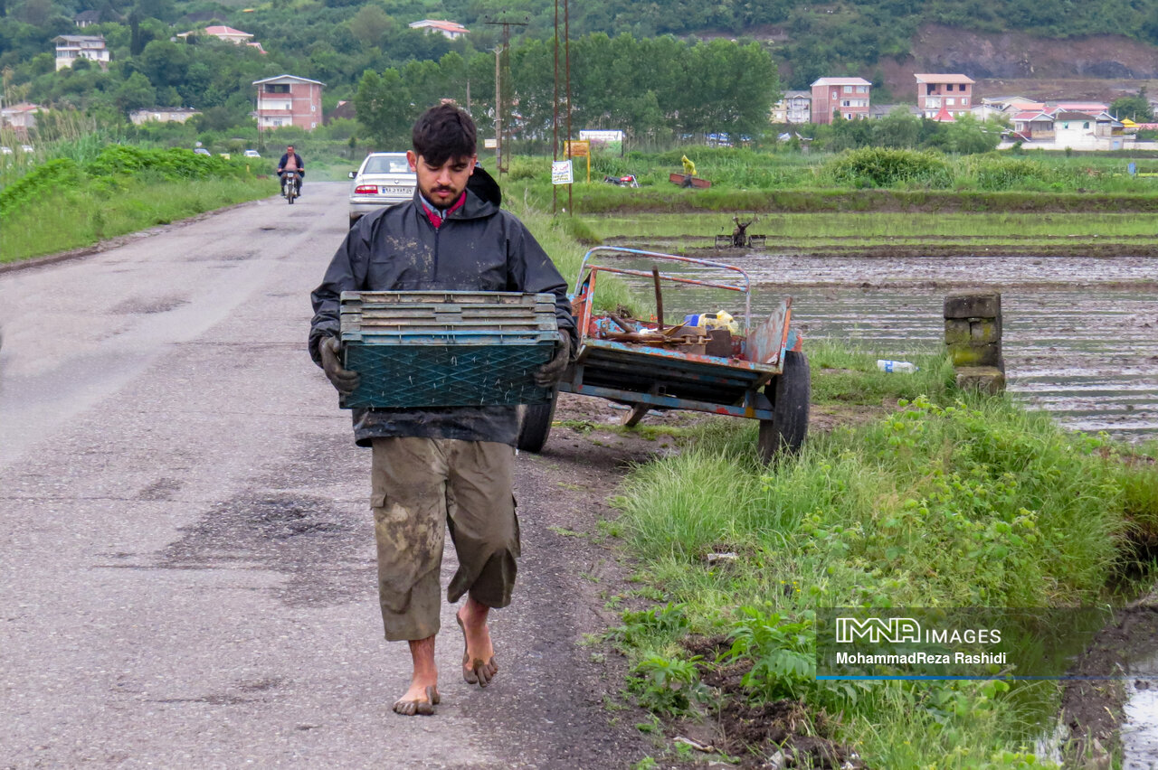 آغاز فصل برداشت برنج زیر سایه رکود بازار/ چشم امید شالیکاران مازندرانی به حمایت مسئولان