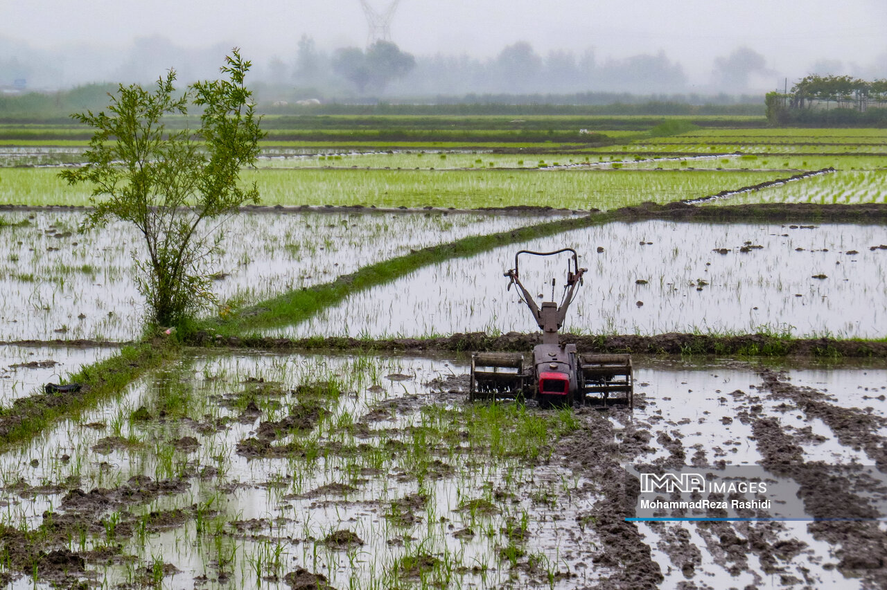 آغاز فصل برداشت برنج زیر سایه رکود بازار/ چشم امید شالیکاران مازندرانی به حمایت مسئولان