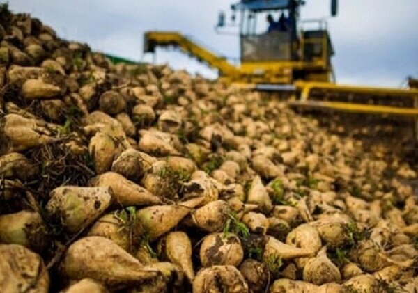 دو روایت از یک کشت؛ چغندرقند در دو راهی تصمیم