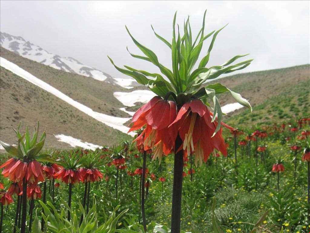 لالههای واژگون؛ جلوهای از زیبایی بهار در چادگان