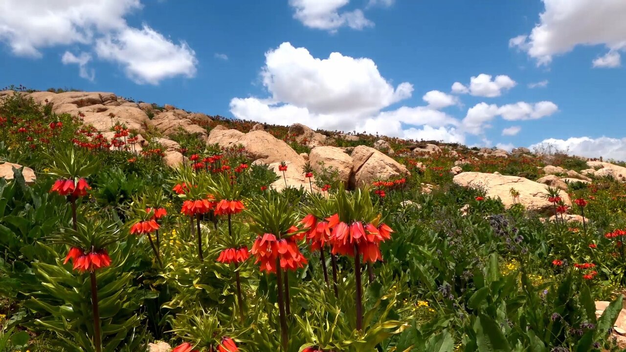 لالههای واژگون؛ جلوهای از زیبایی بهار در چادگان