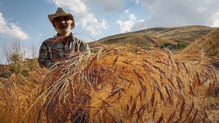 خرید ۳۲۰ هزار تن گندم از کشاورزان لرستانی