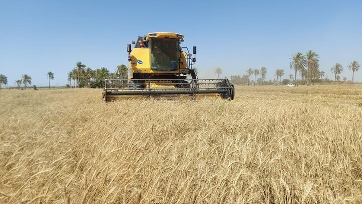 خرید تضمینی ۱۳۸ هزار تن گندم در کرمانشاه