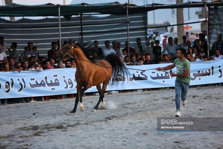 همایش شوی سواره کشوری اسب در شهرکرد