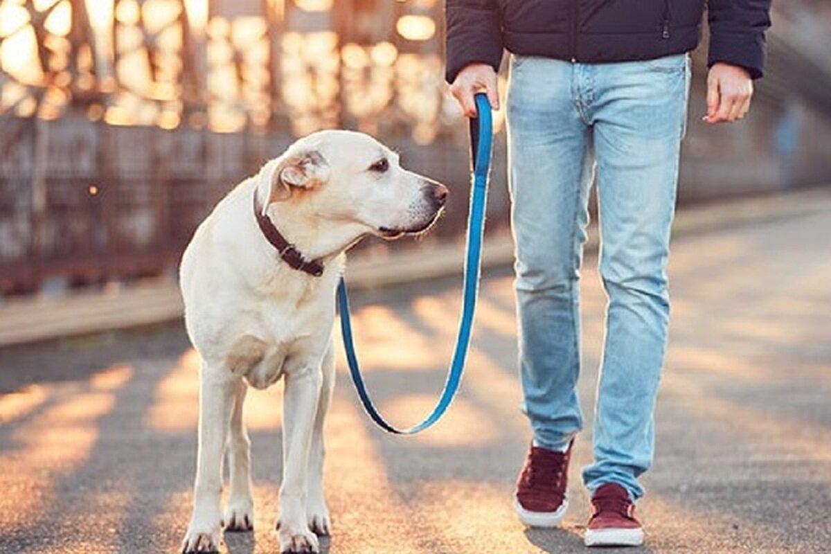 سگگردانی ممنوع! جریمه، پیگرد، زندان