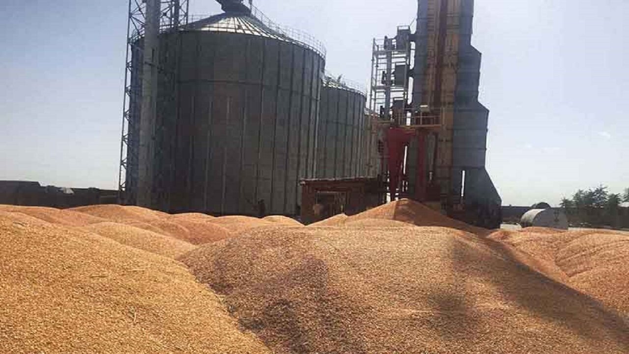 خرید تضمینی حدود ۱۴۰ هزار تن گندم در استان کرمانشاه