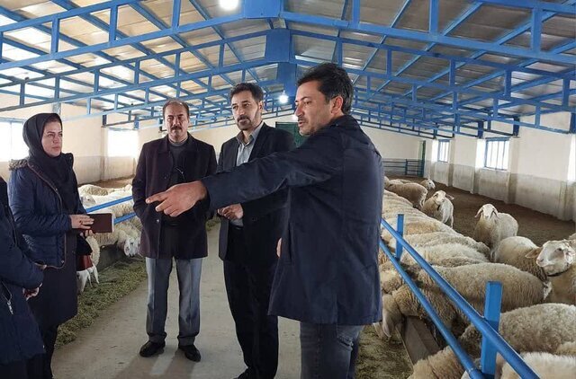اجرای اولین طرح پرورش دو منظوره گوسفند داشتی پرتولید در شهرستان ارومیه