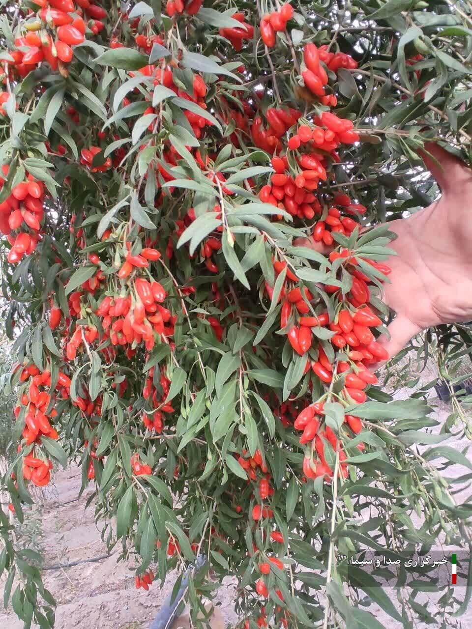 تولید میوه کمیاب گوجه بری برای نخستین‌بار در خراسان جنوبی