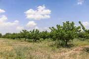 تهران رتبه دوم کشور در تولید زردآلو را دارد