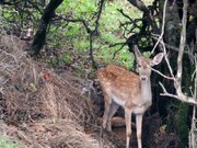 تولد نخستین نوزاد گوزن زرد در سایت احیا و تکثیر فندقلو استان اردبیل