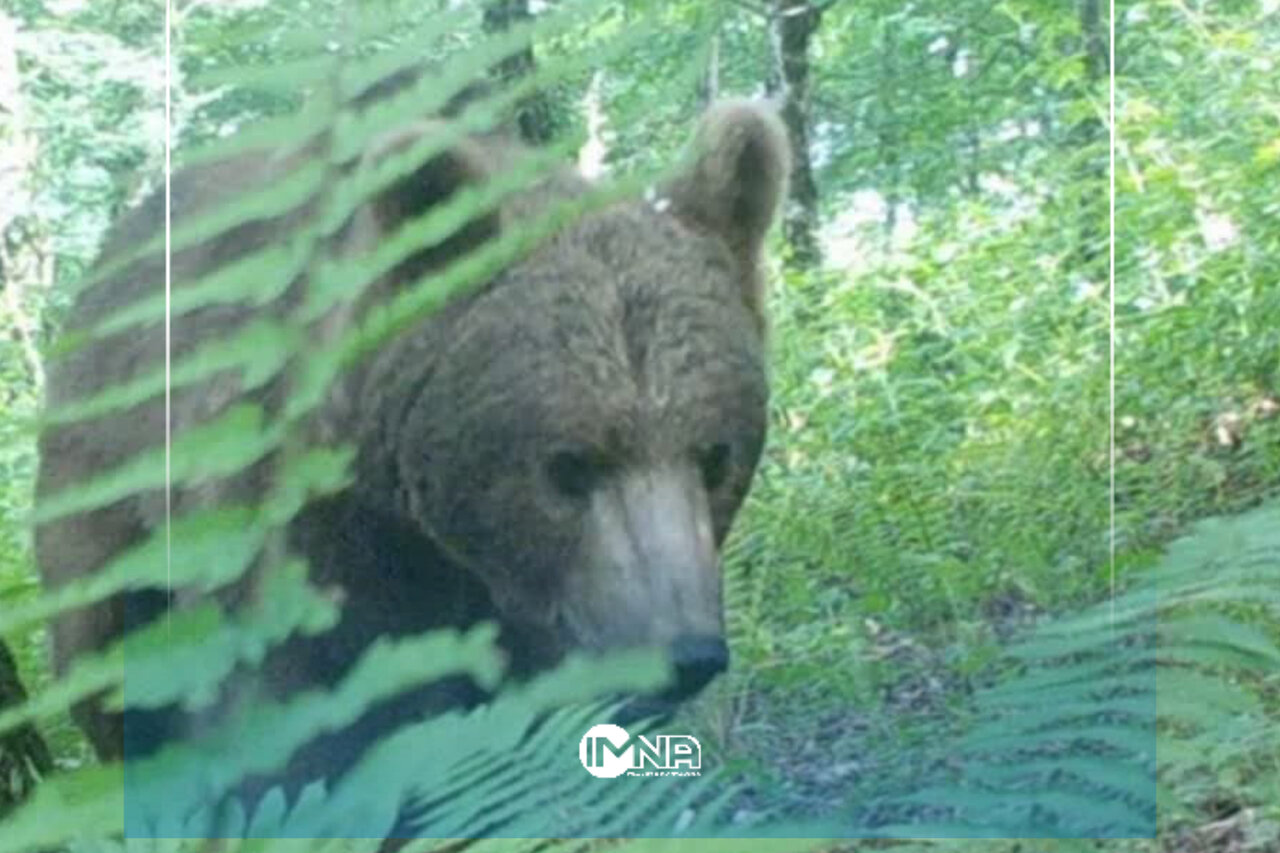 ثبت تصویر خرس قهوه‌ای و شوکا در جنگل‌های هیرکانی گیلان + فیلم
