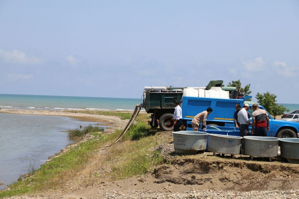 رهاسازی ۴۵۰ میلیون قطعه انواع بچه ماهی در پنج استان کشور