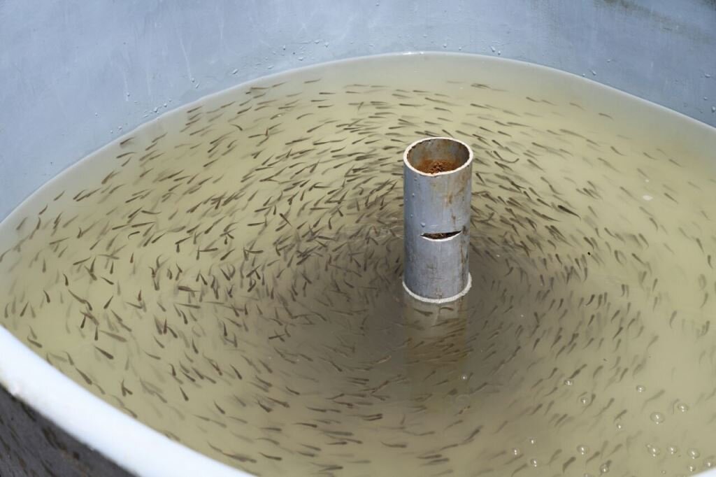 رهاسازی ۴۵۰ میلیون قطعه انواع بچه ماهی در پنج استان کشور