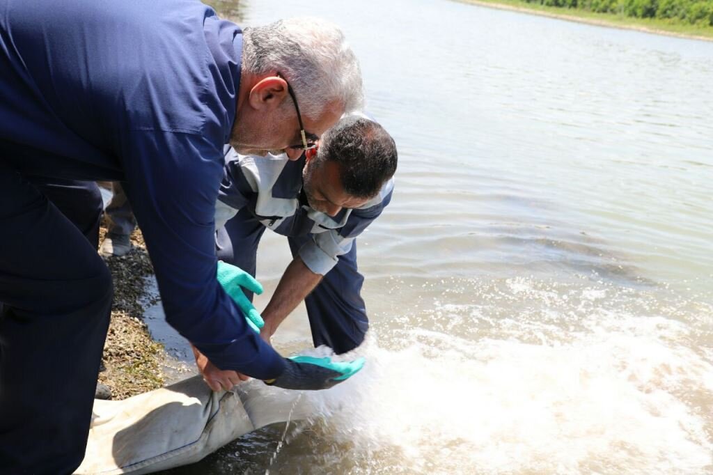 رهاسازی ۴۵۰ میلیون قطعه انواع بچه ماهی در پنج استان کشور