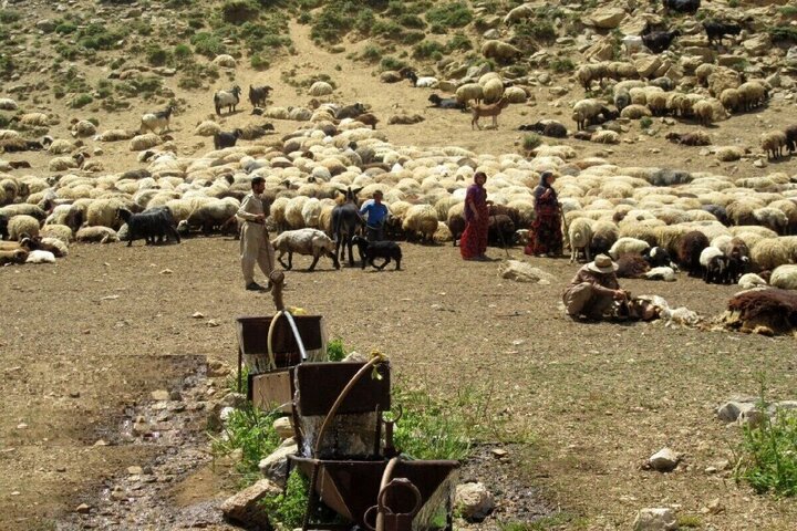 پرواربندی ۲ هزار راس دام توسط عشایر گلستان