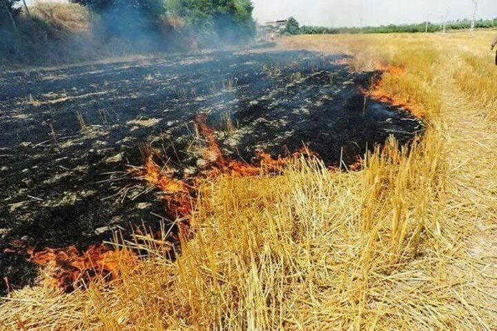 آتش‌سوزی در مزارع کشاورزان سرپل‌ ذهاب