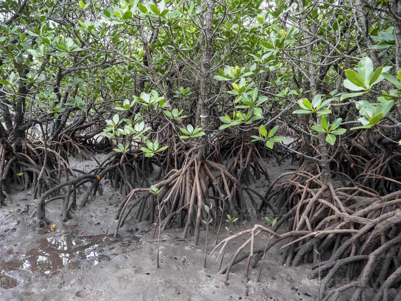 Iran's Mangrove Ecosystem Under Threat from Human Activities