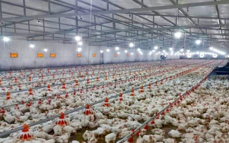 رشد ۳۶ درصد تولید گوشت مرغ در سیستان‌ و بلوچستان