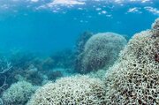 شناسایی زیستگاه جدید مرجان دریایی در مرز آبی ایران و قطر