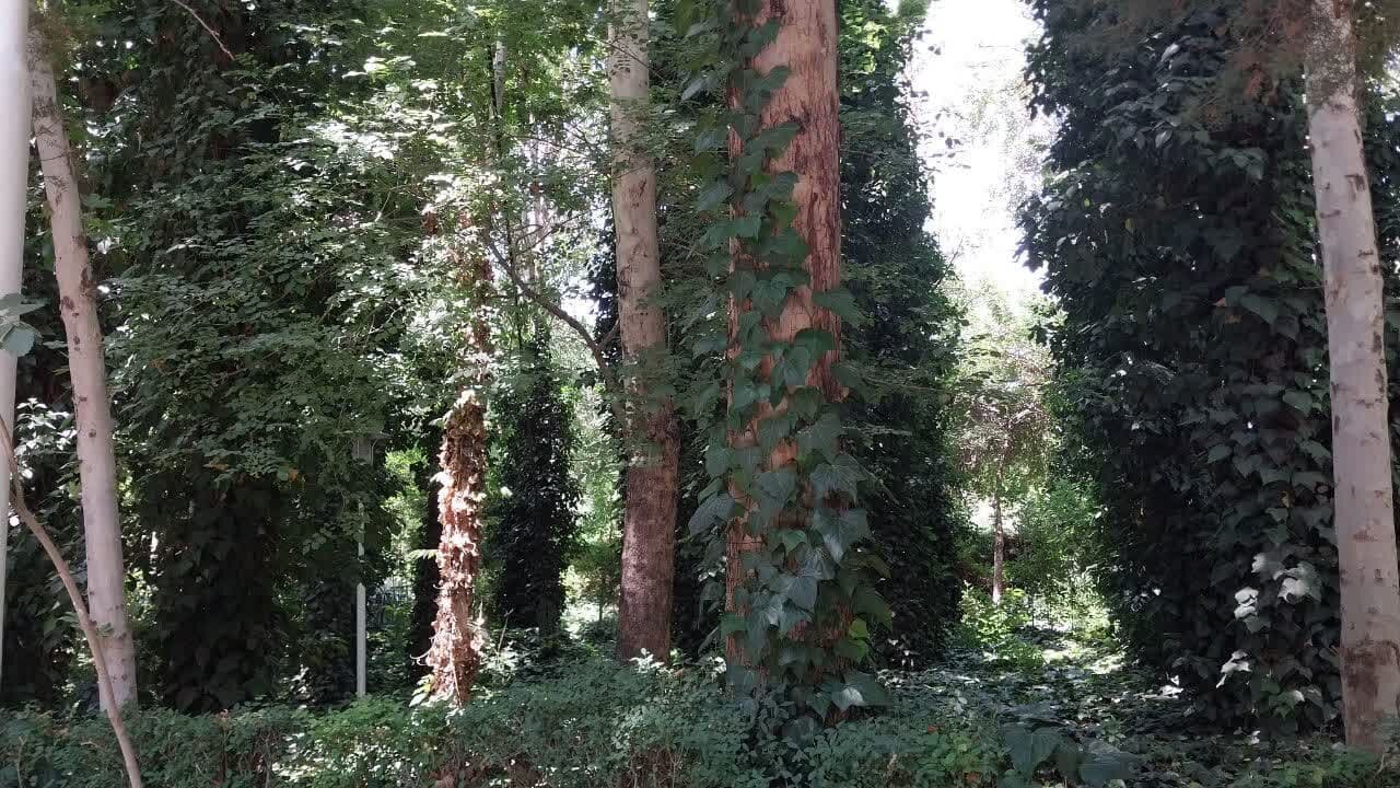 پیشرفت ۸۰ درصدی طرح کاشت ۱۱۰ هزار درخت در شهر اصفهان