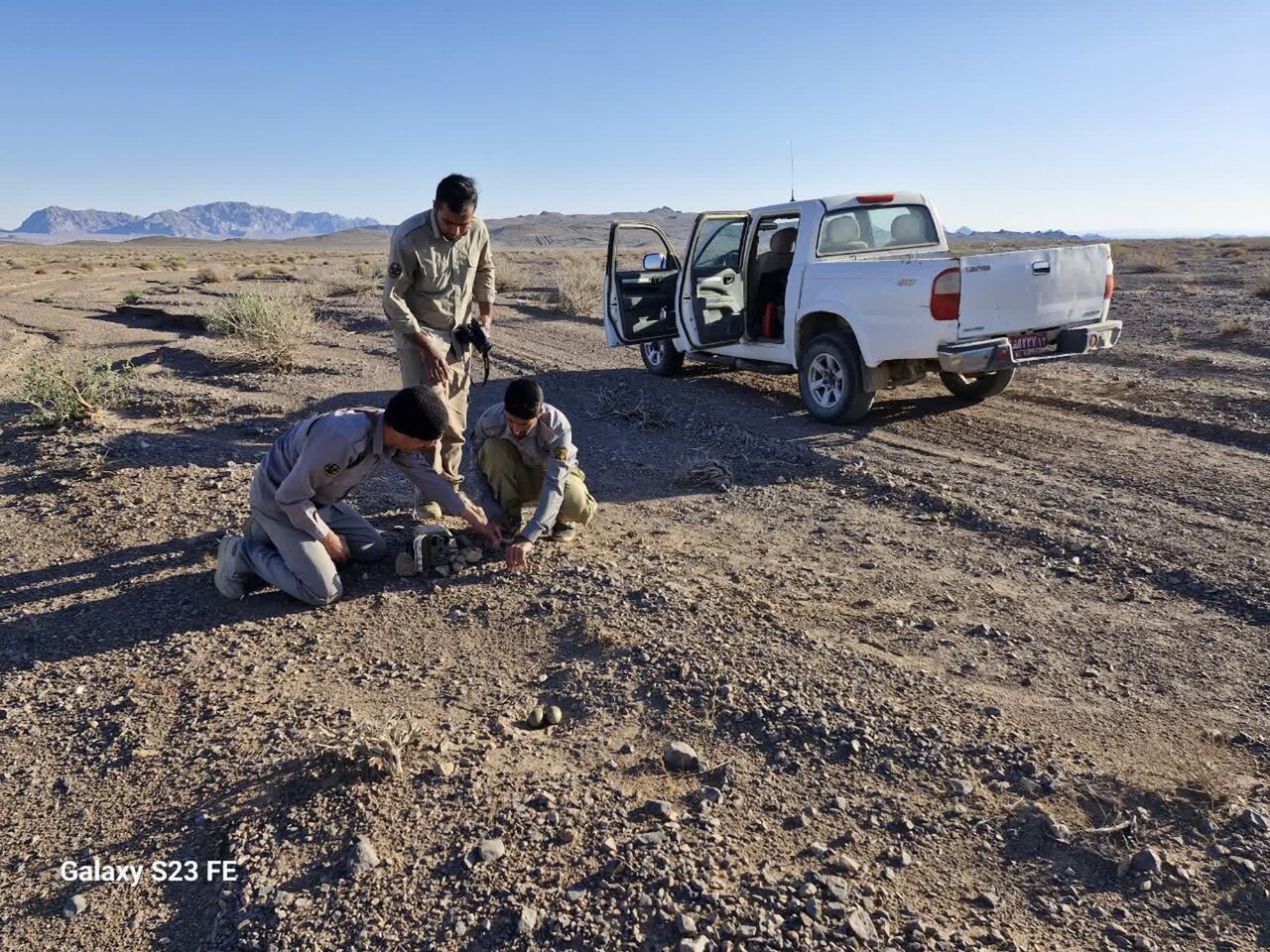 تصویری از گونه کمیاب هوبره در نایین به ثبت رسید