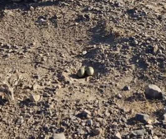 تصویری از گونه کمیاب هوبره در نایین به ثبت رسید