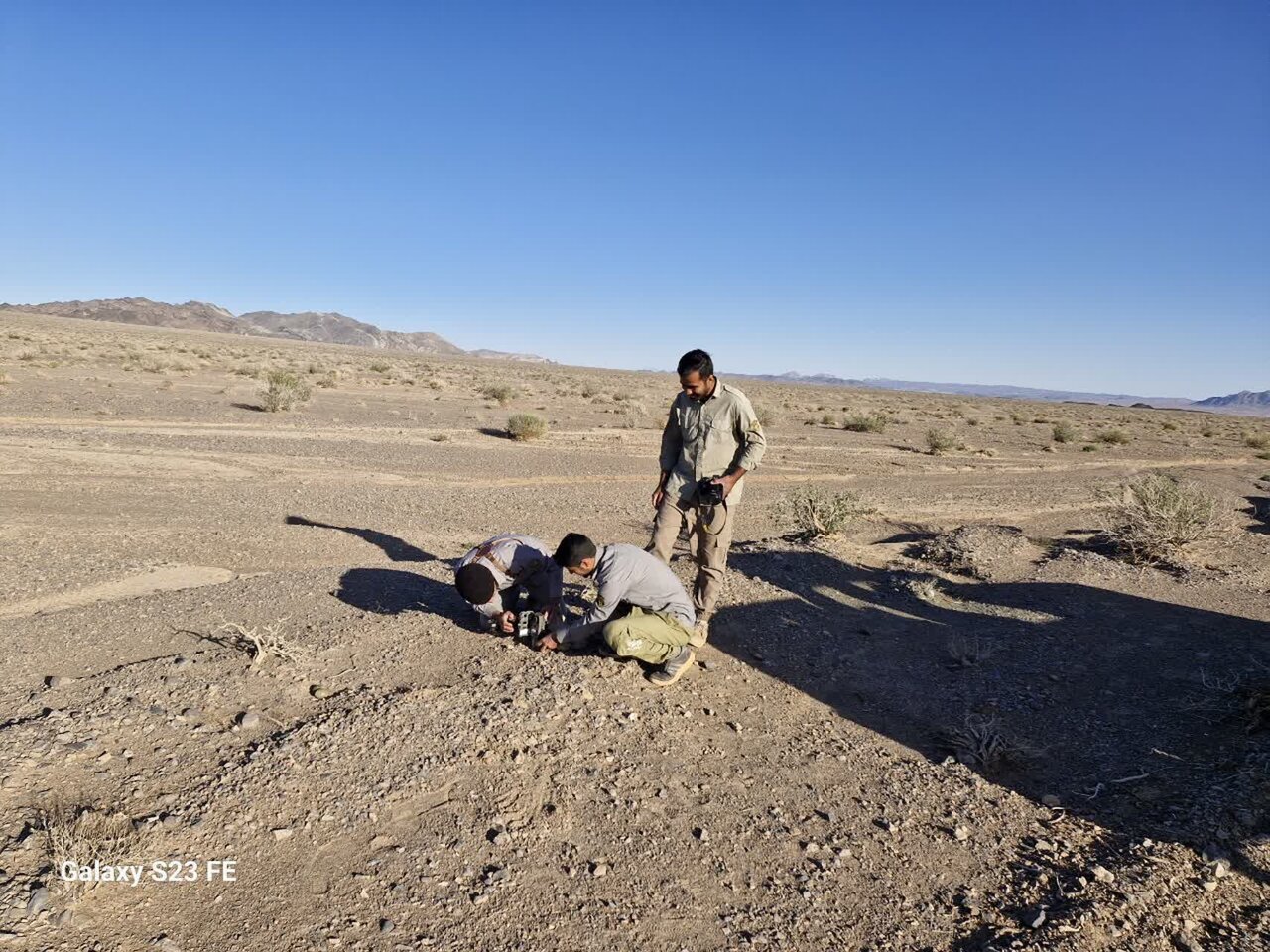 تصویری از گونه کمیاب هوبره در نایین به ثبت رسید