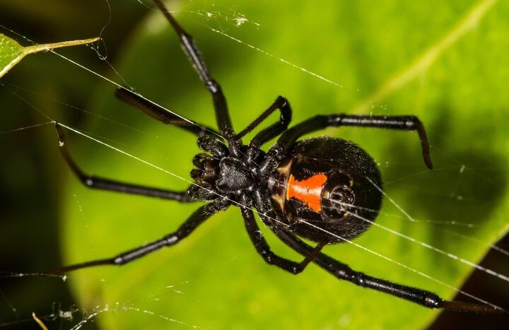 رصد اختر غریب یک پالسار «عنکبوتی» در حال بلعیدن