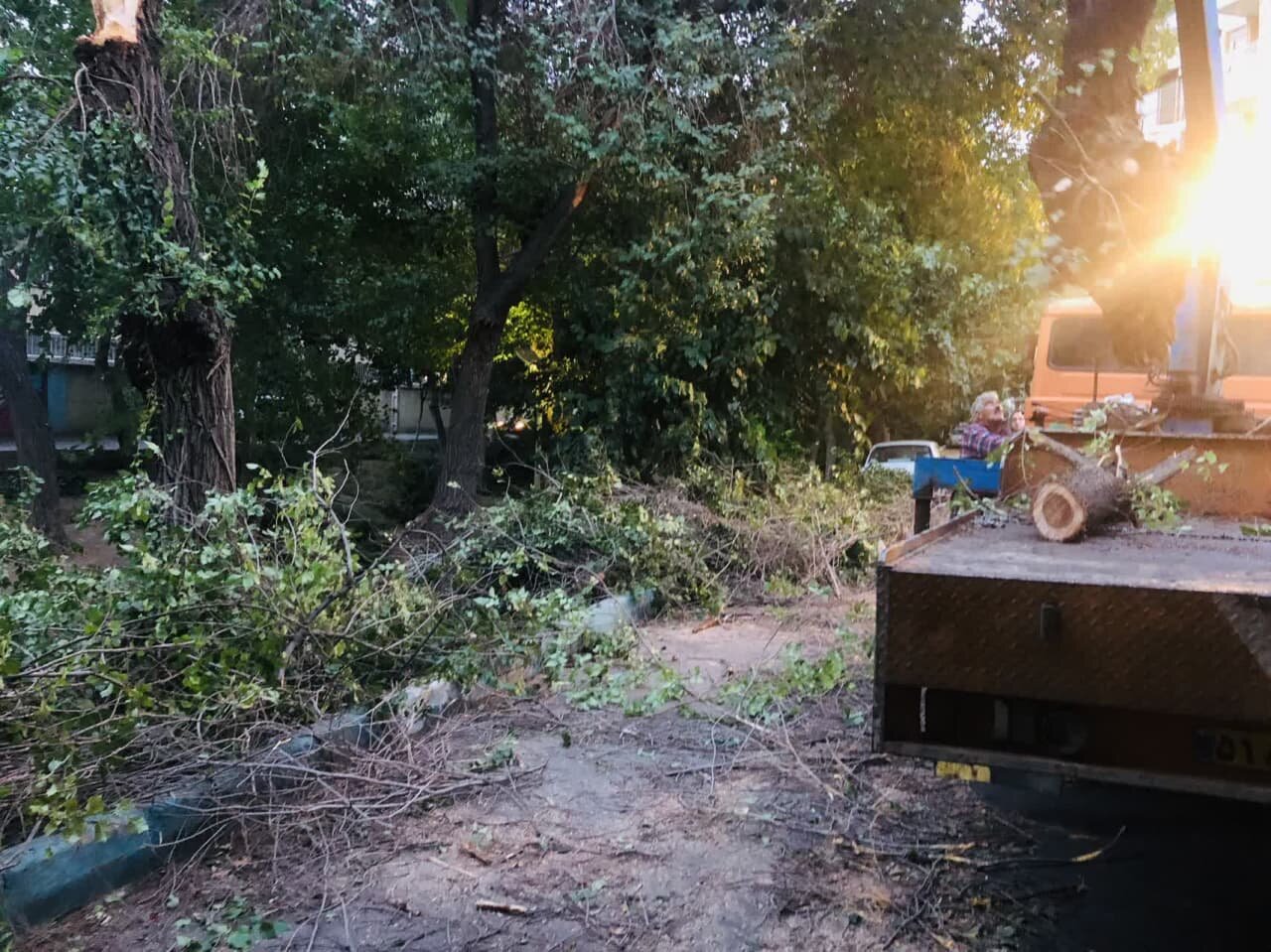 قطع درختان خطرآفرین گامی برای حفظ ایمنی شهرها