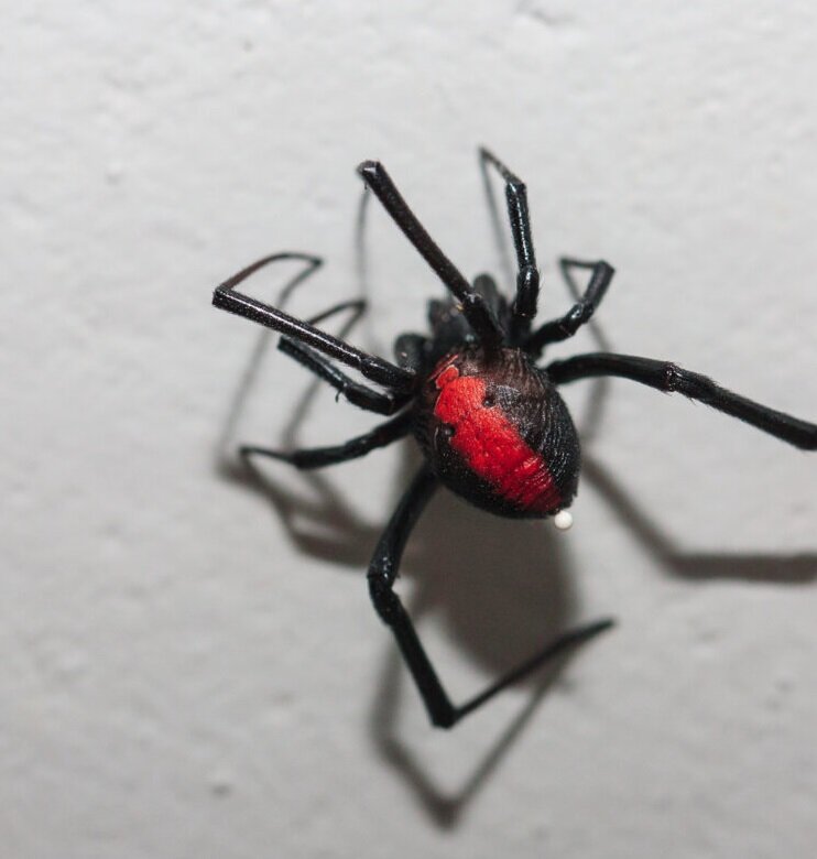 از عنکبوت بیوه سیاه چه میدانید؟