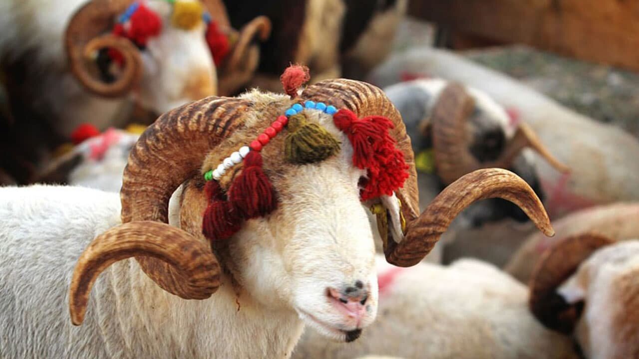 مراسم مختلف عید قربان در کشورهای اسلامی