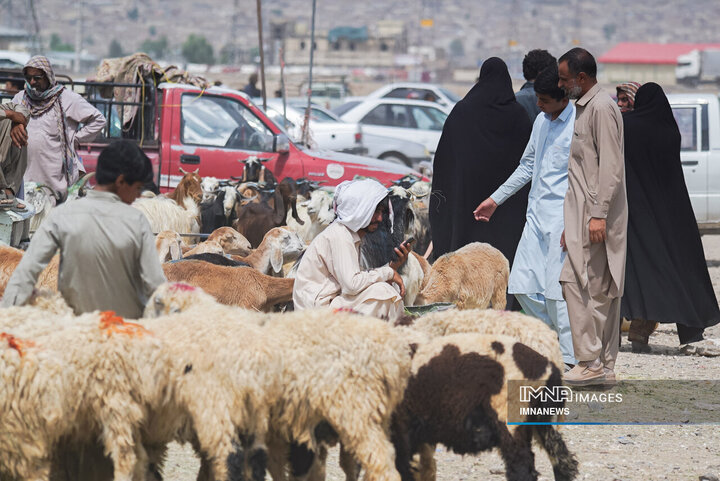 عرضه مستقیم دام در زاهدان