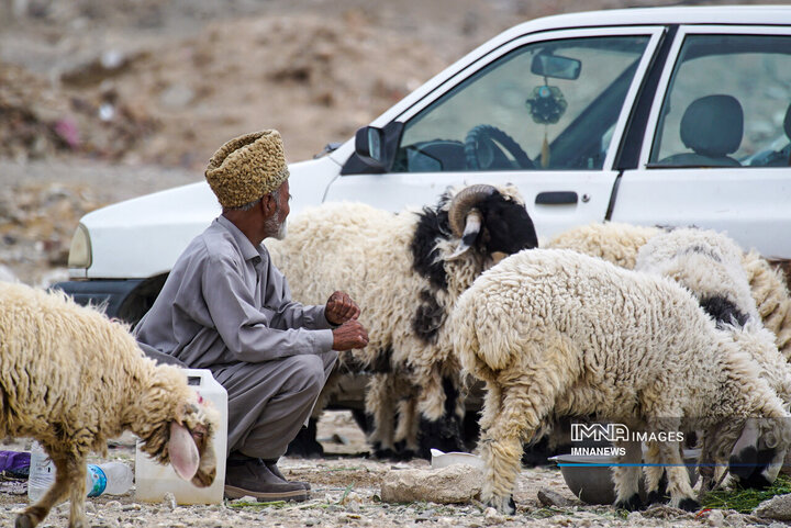 عرضه مستقیم دام در زاهدان